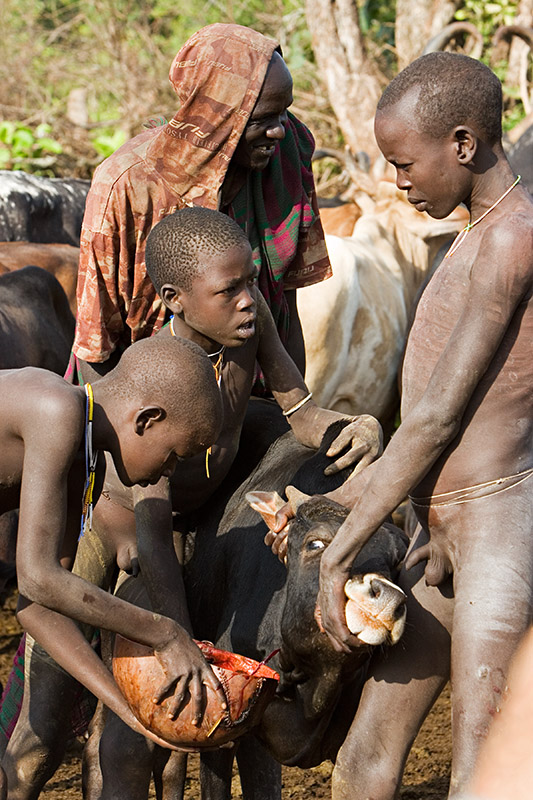 104   Surma boys taking blood from a cow